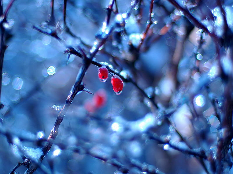 Thaw, red, berries, nature, trees, frozen, blue, HD wallpaper