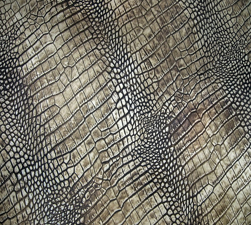 alligator skin, HD wallpaper