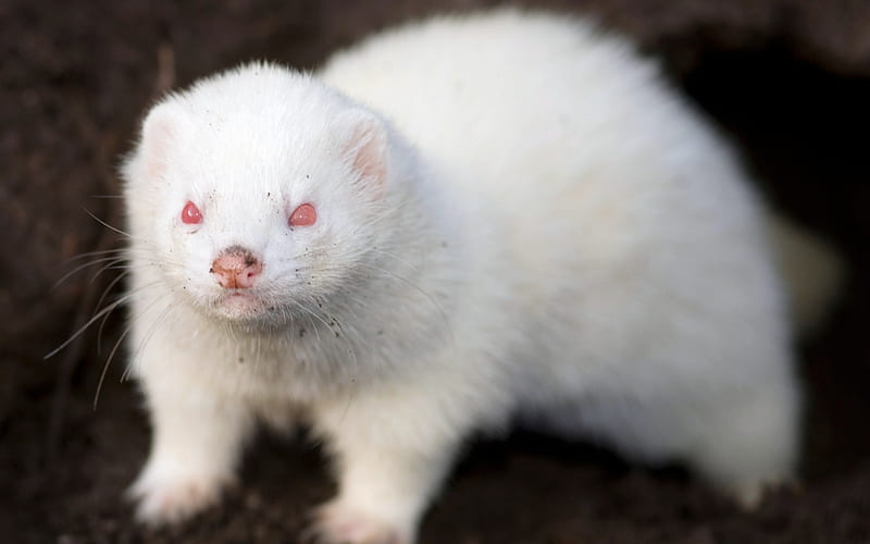 Albino Ferret, Pink, Ferret, White, Albino, Eyes, HD wallpaper