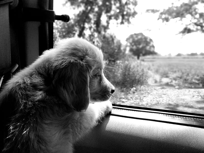 golden retriever dog, black and white, car, cute, funny, gaming, golden retriever, moving, pug, puppy, HD wallpaper