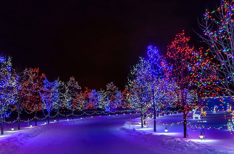 Winter Lights, lanterns, christmas, winter time, trees, snowy, christmas lights, xmas, winter, merry christmas, snow, magic christmas, road, night, HD wallpaper