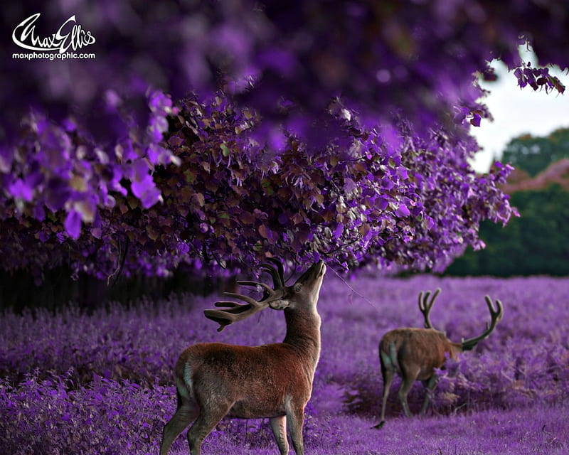 Deer, autumn, cerb, caprioara, toamna, animal, horns, cute, max ellis, roz, coarne, purple, pink, HD wallpaper