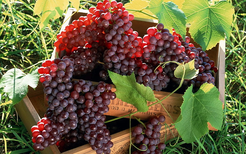*** Bunch of grapes ***, winogron, kisc, czerwonych, owoce, HD wallpaper