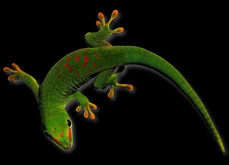 gecko, live in the tropical forest, insect hunter, reptile, HD wallpaper