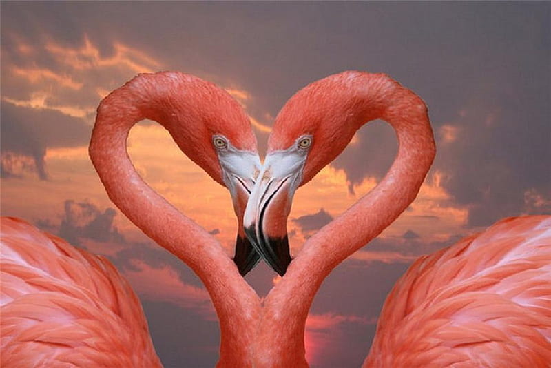 Love Birds, cute, flamingos, two, love, heart, sky, pink, unusual, HD  wallpaper | Peakpx