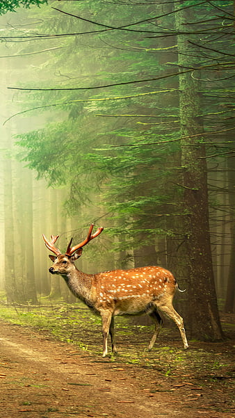 hunting woods background