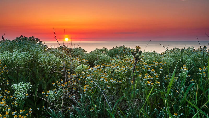 Daisies at the Black Sea, Bulgaria, sun, sunset, plants, coast, landscape, colors, sky, HD wallpaper