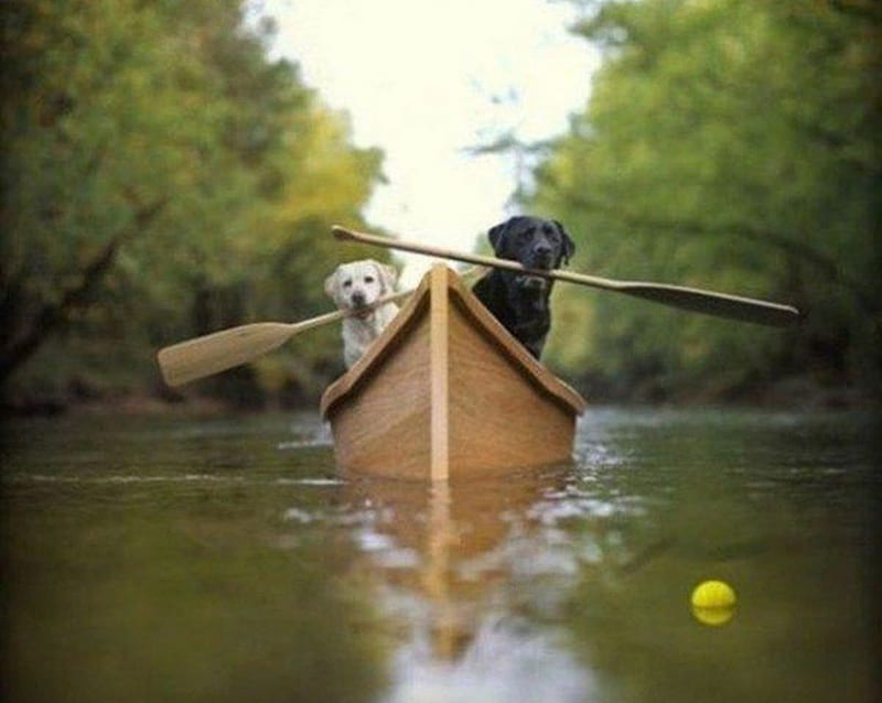 Dogs Rowing, boat, skulls, river, funny, dog, HD wallpaper