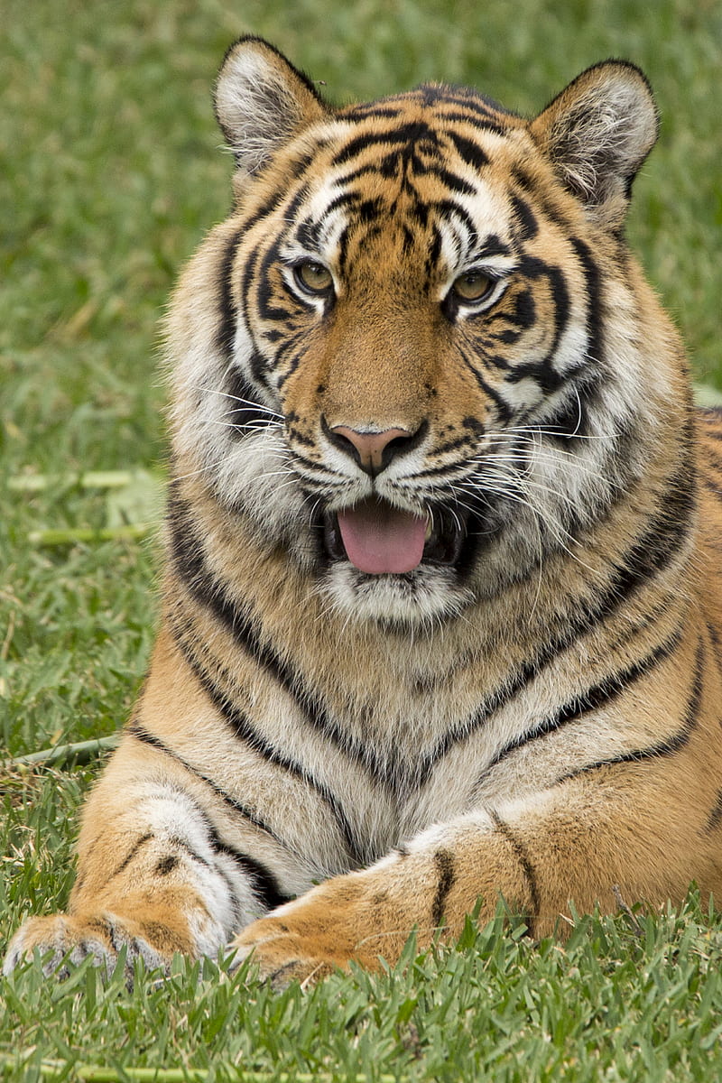 tiger, protruding tongue, predator, funny, HD phone wallpaper