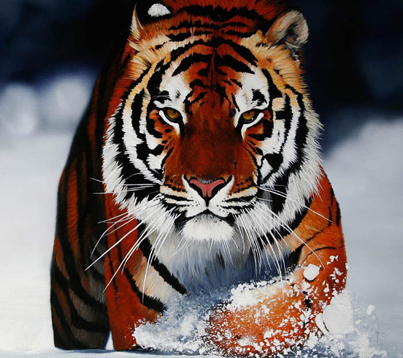 Wild Tiger, animal, cat, fur, nature, snow, stripes, HD wallpaper