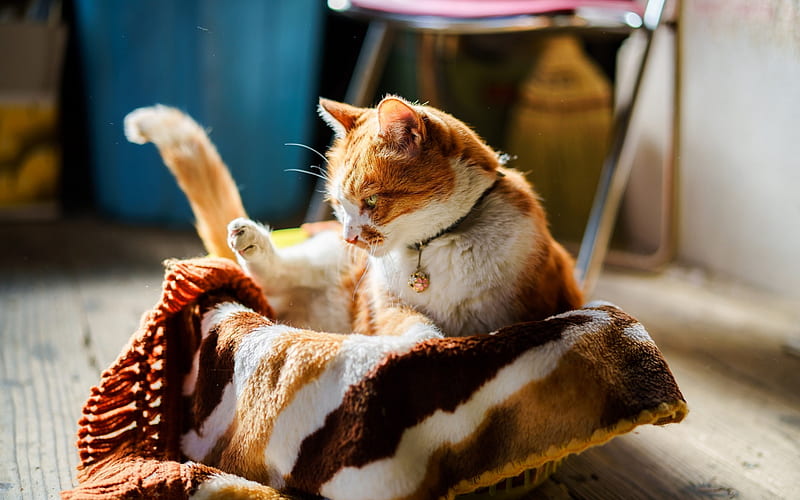 ginger cat, basket, pets, cats, short-haired cat, HD wallpaper