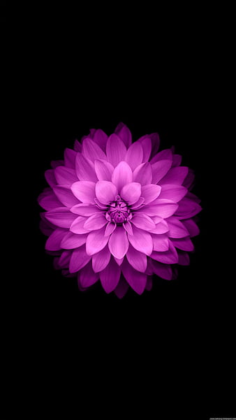 floral wallpapers for iphone