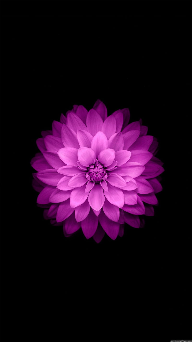 iphone 6 , flower, HD phone wallpaper