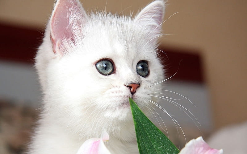 Sweetie, white, cats, kitty, leaf, HD wallpaper