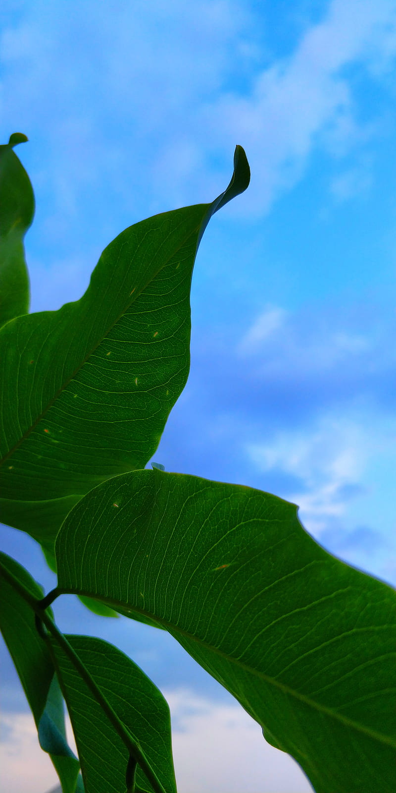 leaves, plant, green, macro, HD phone wallpaper