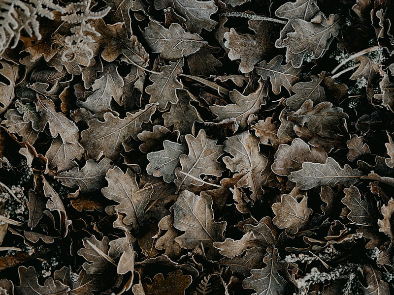 leaves, dry, fallen, macro, HD wallpaper