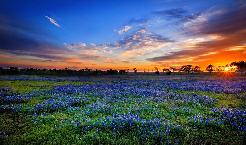Texas bluebonnets, Texas, pretty, grass, bonito, sunset, sky, bluebonnets, wildflowers, summer, field, meadow, HD wallpaper