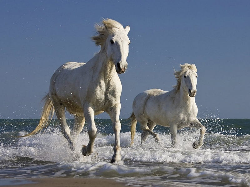 Horses runing on the water, water, white, horse, run, animal, HD wallpaper  | Peakpx