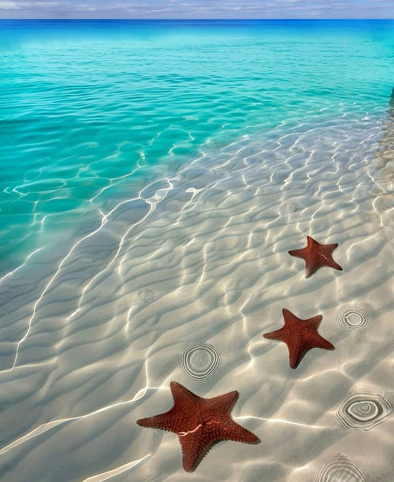 Starfish dreams, beach, blue, fish, landscape, ocean, sea, star, stars, water, HD phone wallpaper