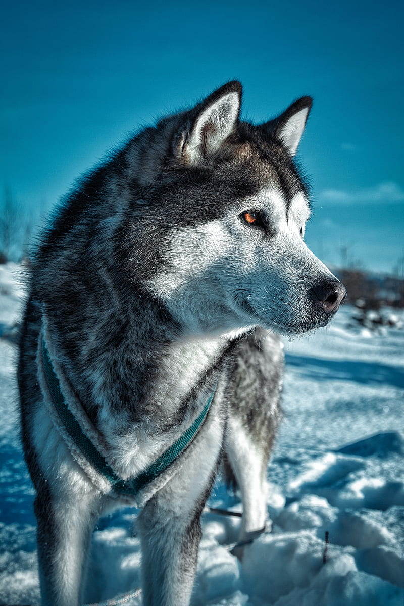 Look, alaskanmalamute, cute, dog, dogs, husky, malamute, puppies, puppy, winter, wintertime, HD phone wallpaper
