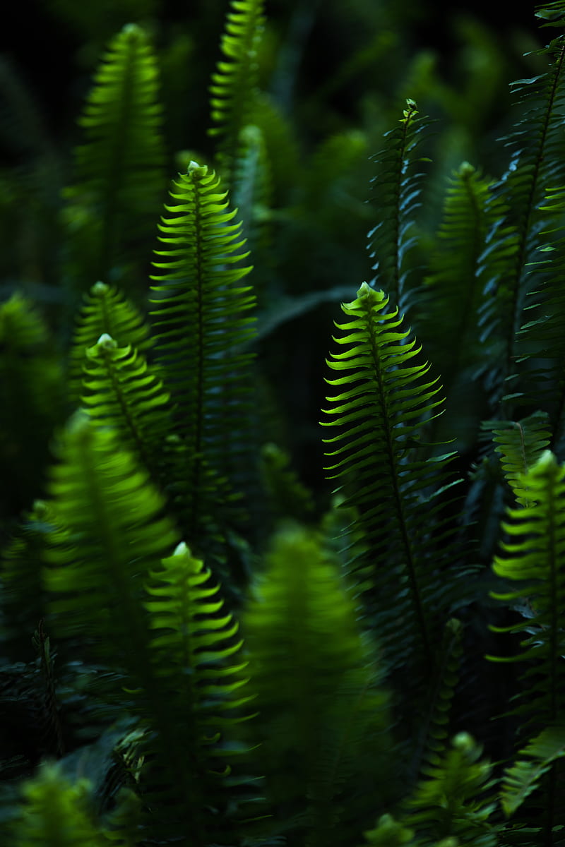 fern, leaves, branches, plant, green, HD phone wallpaper