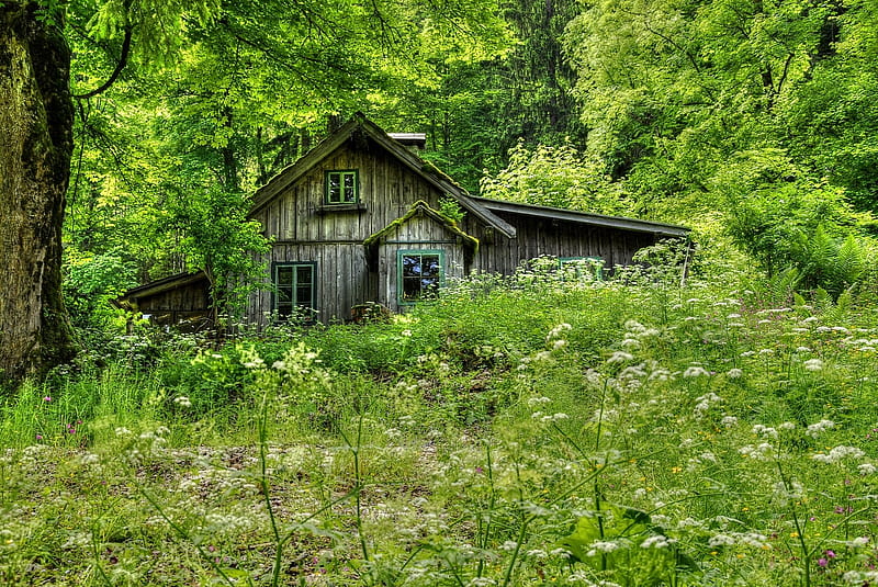 Old House in the Woods, forest, house, woods, nature, old, trees, HD wallpaper