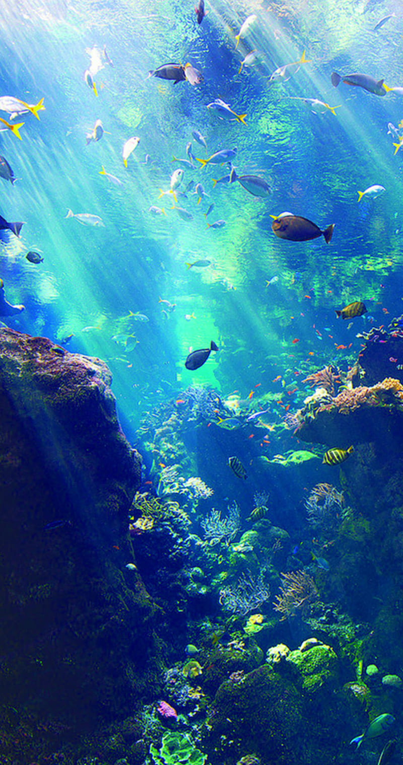 Under the Sea, aquarium, artsy, cute, magic, ocean, pretty, HD phone wallpaper