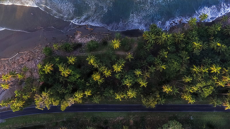 Aerial Shot Of Trees , nature, trees, beach, sea, water, waves, HD wallpaper