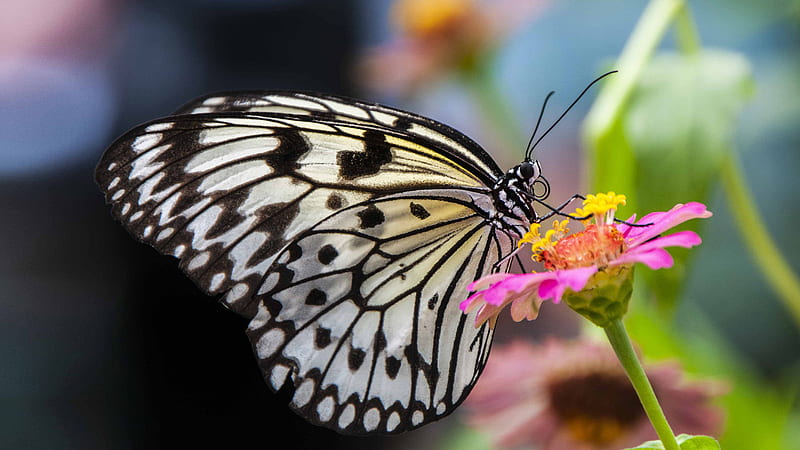 Light Sandal Black Lines Butterfly On Flower Yellow Filament Butterfly, HD wallpaper