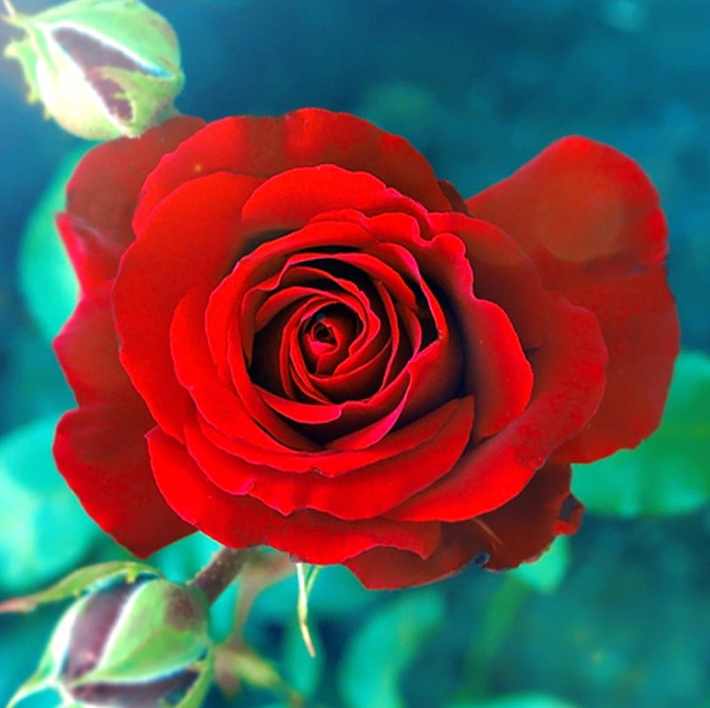 Tempation, flower, red, nature, macro, HD wallpaper