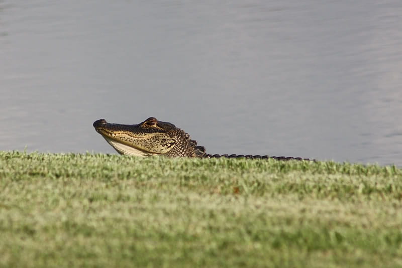 Gator, florida, grass, lake, alligator, HD wallpaper