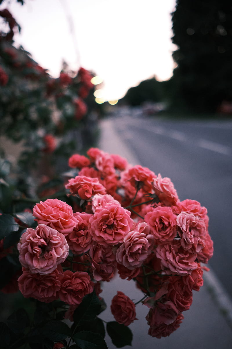 red roses in the middle of the road, HD phone wallpaper