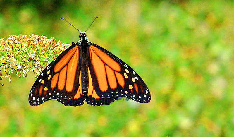 Flight stop over, orange and black, at rest, wings, butterfly, flower, monarch, HD wallpaper