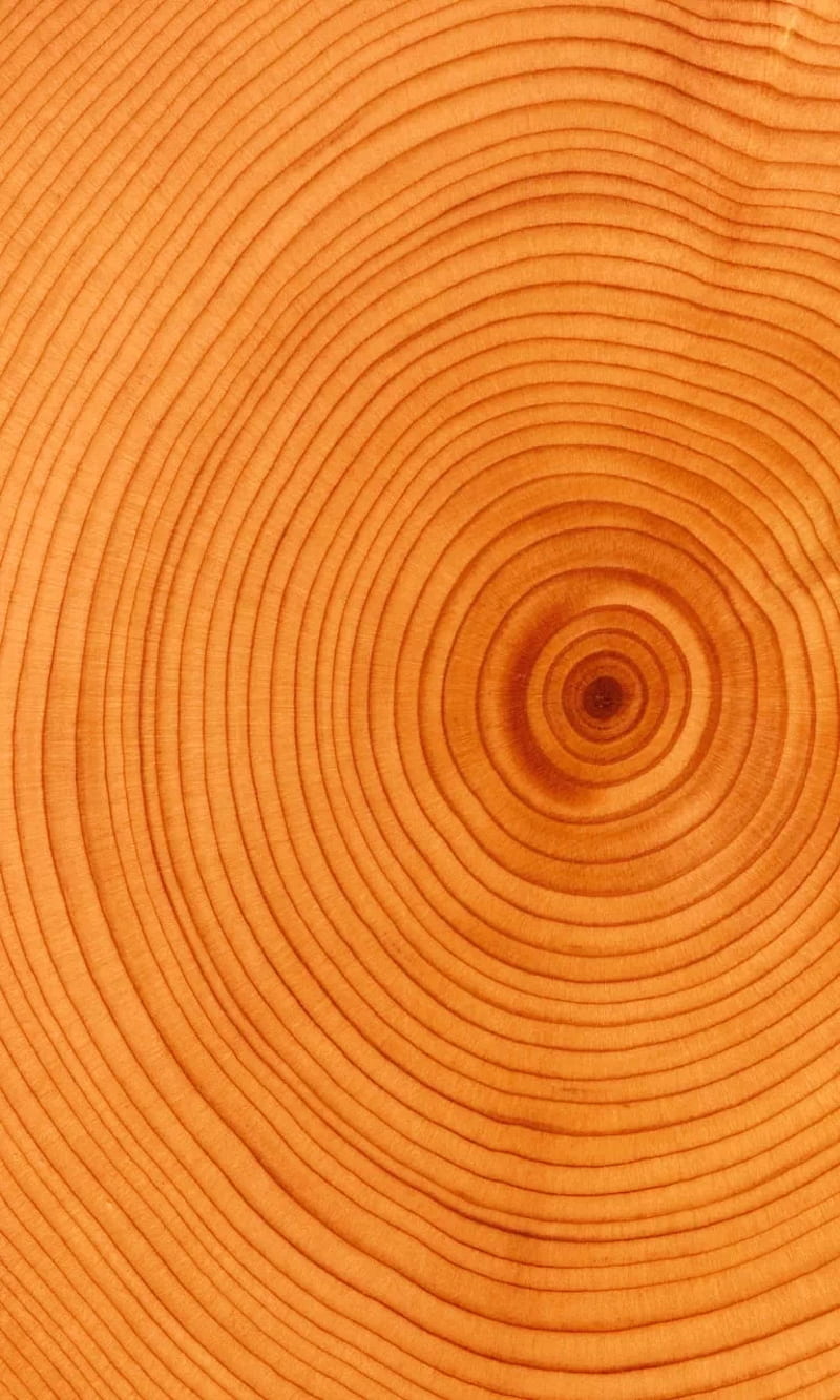 Wood Rings, light, nature, tree, HD phone wallpaper