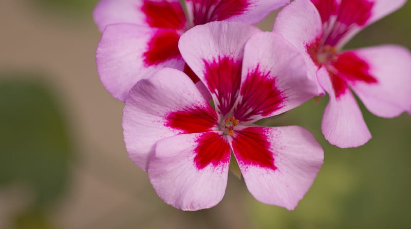 Geranium, Magenta, Red, 3840x2160 Pink, Zeraniumu, Pelargonium, Flowers, Signal red, Carmine, Flower, HD wallpaper