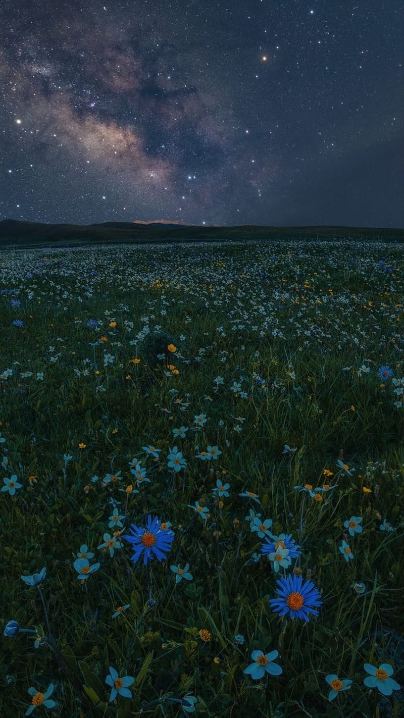 Aesthetic, field, flower, night, HD phone wallpaper | Peakpx