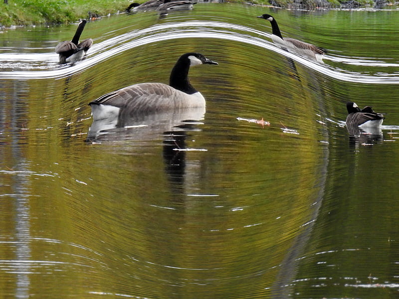 Geese On Water, River, Animals, Geese, Water, Fisheye, raphy, graphy, HD wallpaper