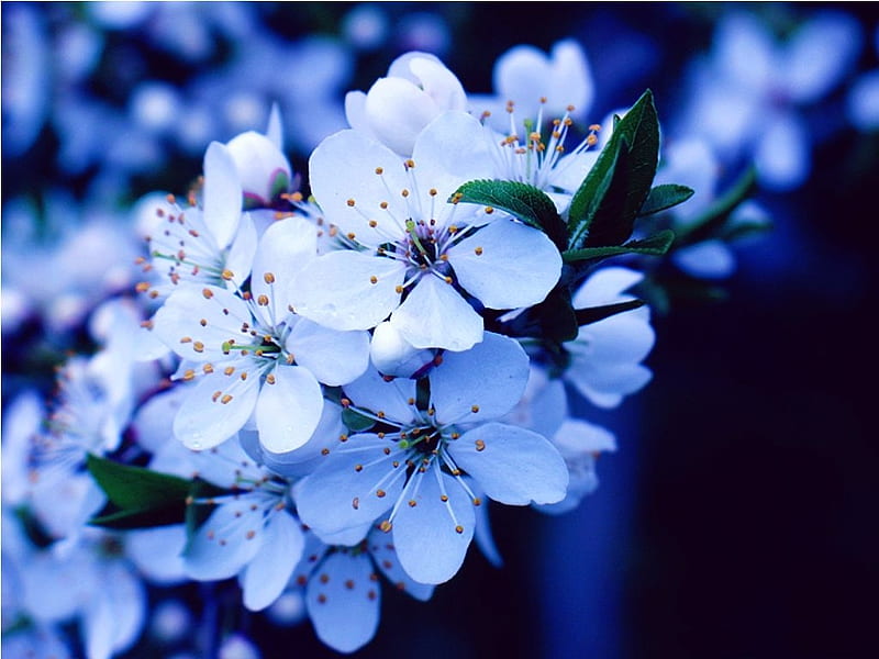 Flores de cerezo, bonitas, blancas, flores, azules, Fondo de pantalla HD |  Peakpx