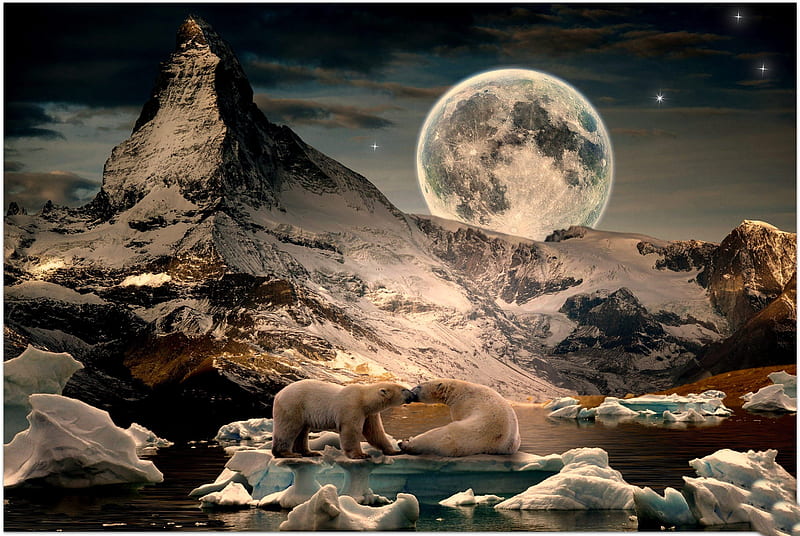 *** Bears in a beautiful winter night ***, snow, bear, bears, white, animals, night, noon, winter, HD wallpaper
