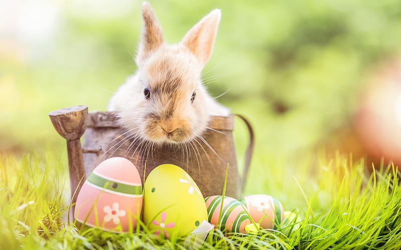 Easter Bunny, rabbit, Easter eggs, grass, holiday, Easter, watering can, eggs, bunny, sprinkling can, Spring, HD wallpaper