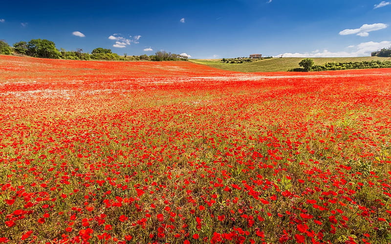 Valensole, poppy field, meadow, summer, poppies, France, HD wallpaper