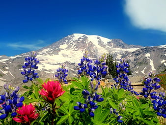 Wildflowers  Midpeninsula Regional Open Space District