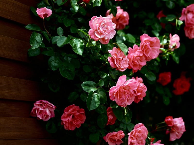 Roses on the Wall, flowers, climbing roses, wall, HD wallpaper