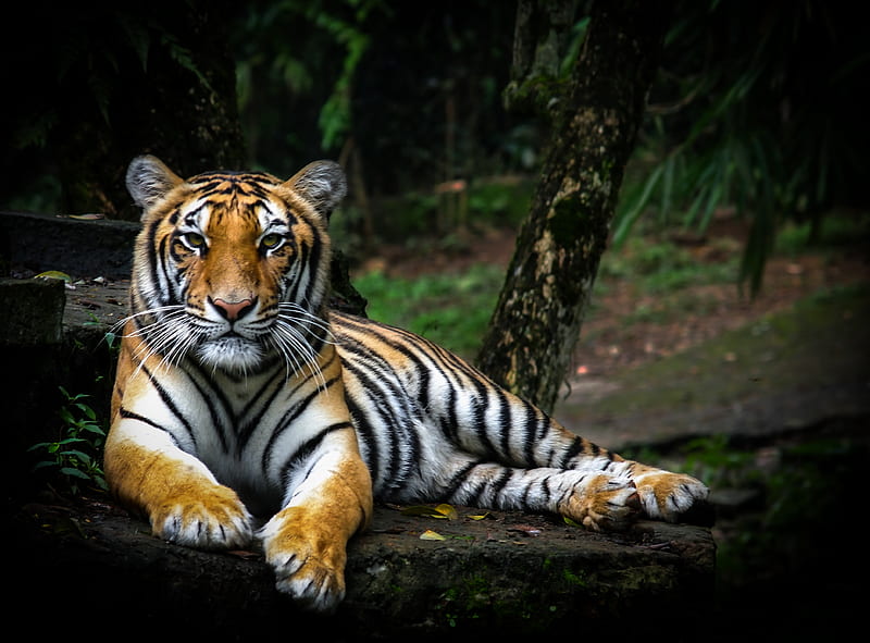 tiger, glance, big cat, predator, wildlife, HD wallpaper