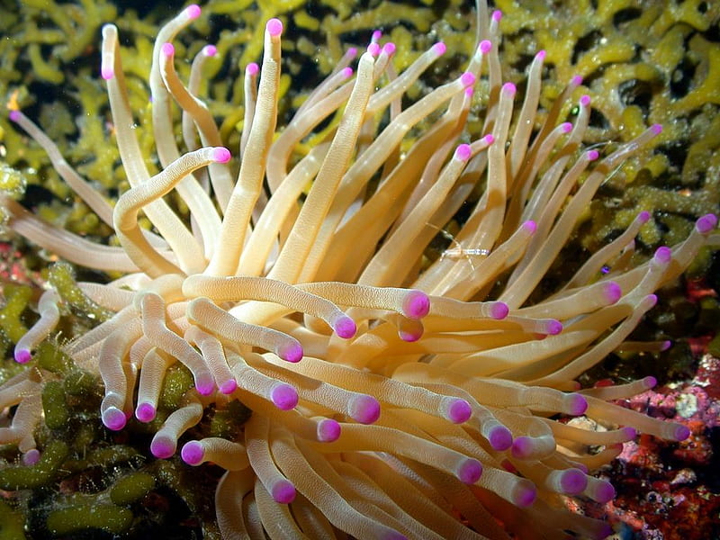 giant sea anemone, pretty, wet, fish, yellow, sea, marine life, water, purple, nature, pink, creature, HD wallpaper