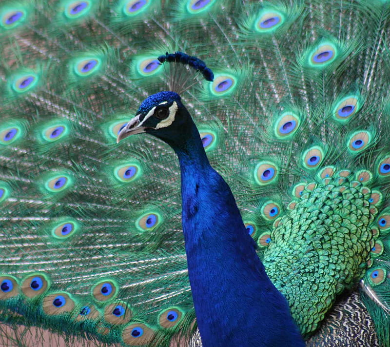 Pretty Bird, animal, peacock, HD wallpaper