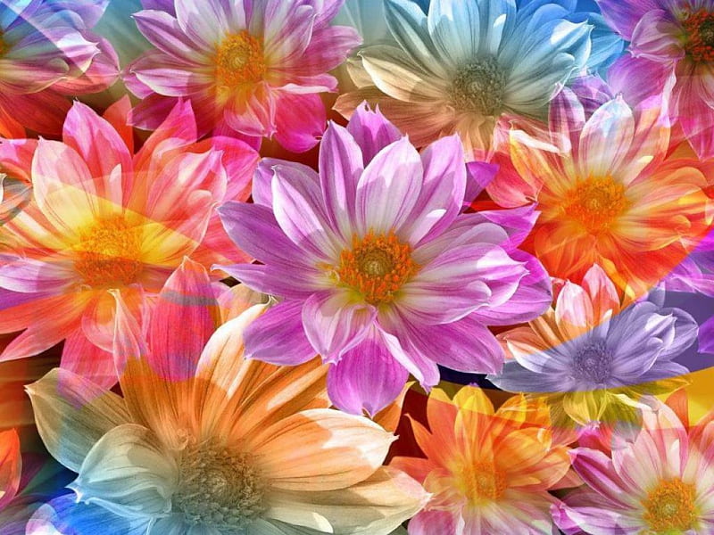 Bonitas flores, coloridas, flores, primavera, bonito, Fondo de pantalla HD  | Peakpx