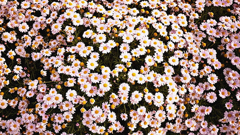 White Yellow Chrysanthemum Flowers Field Tumblr, HD wallpaper