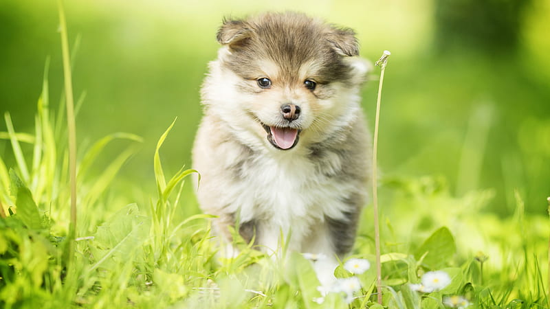 Finnish Lapphund Pet Puppy In Blur Green Background Dog, HD wallpaper