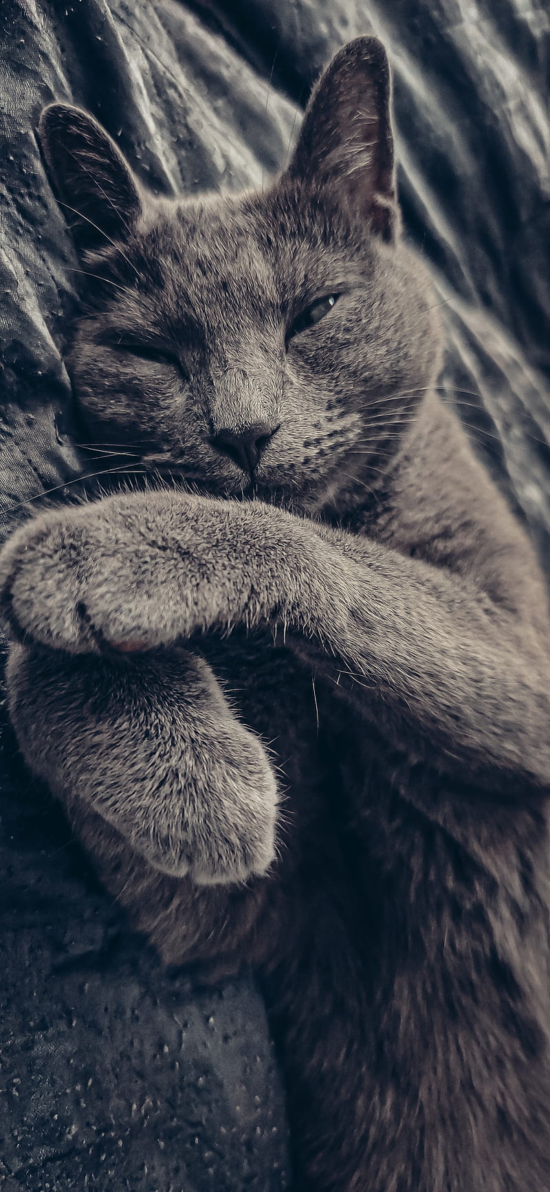 Cat, cats, dark, gray, moody, russian blue, sleep, sleeping, sleepy, HD phone wallpaper